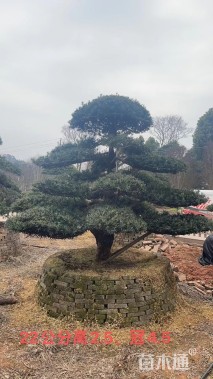 容器苗造型罗汉松