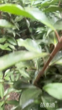 高度150厘米法国冬青