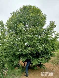 19公分二乔玉兰