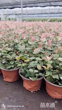 40厘米花叶络石