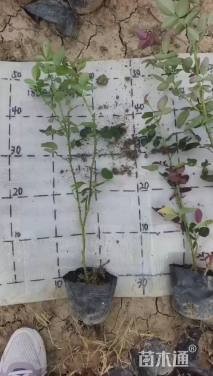 高度40厘米大花月季