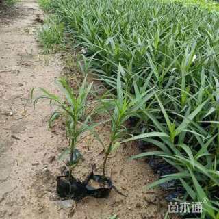 高度25厘米翠芦莉