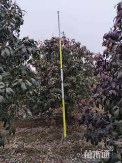 高度300厘米中华石楠