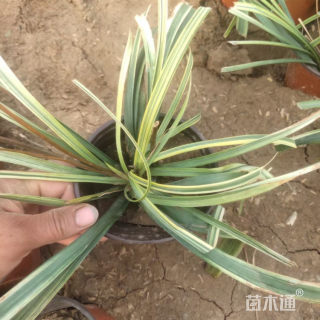 高度20厘米金边麦冬