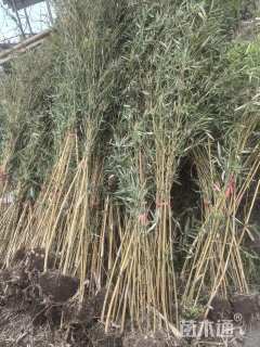 地栽苗琴丝竹