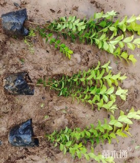 高度40厘米金叶女贞