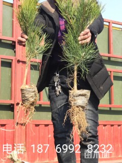 高度40厘米黑松小苗