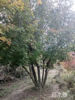 高度600厘米丛生五角枫