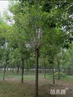 13公分白蜡