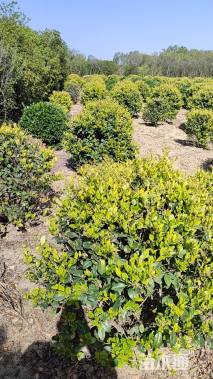 冠幅100厘米金森女贞球