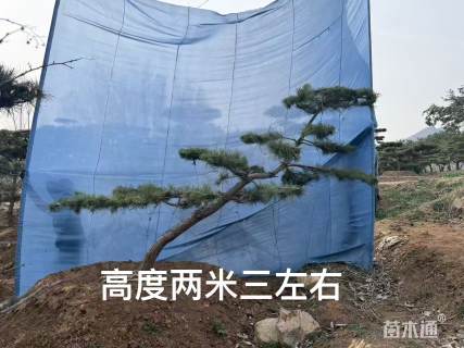 19公分造型黑松