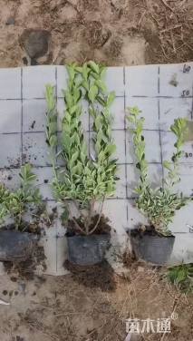 高度40厘米卫矛