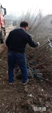 3公分红梅