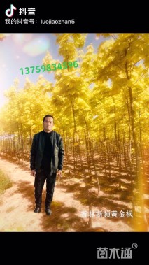 5公分普林斯顿黄金枫