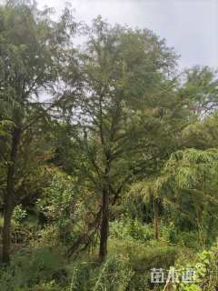 14公分墨西哥落羽杉