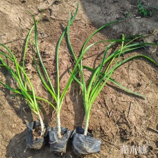 高度18厘米紫娇花