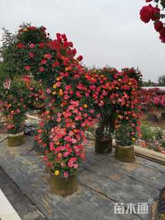 1.5公分造型月季