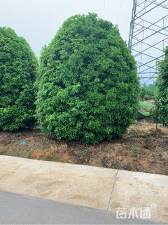 500公分桂花