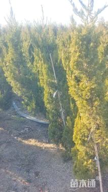 高度190厘米龙柏柱