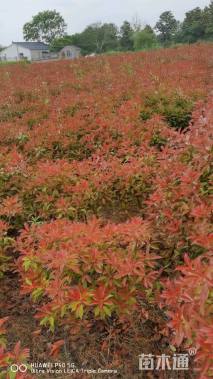 冠幅80厘米红叶石楠球