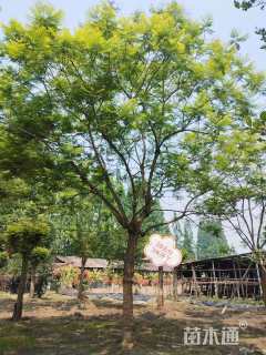 28公分蓝花楹