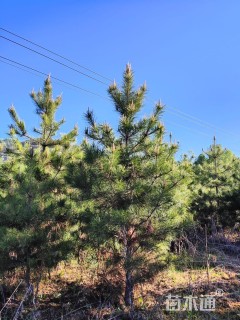 高度350厘米樟子松