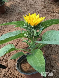 高度25厘米向日葵