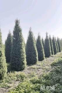 高度350厘米塔桧