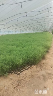 高度30厘米地肤