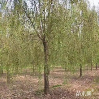 14公分旱柳