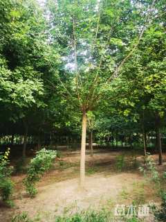 14公分青竹复叶槭