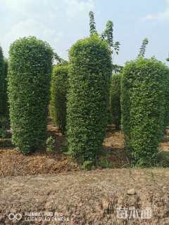 高度150厘米金禾女贞柱