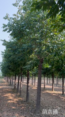 13公分秋紫白蜡