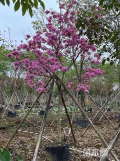 9公分紫花风铃木
