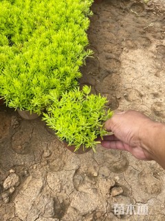 高度10厘米金叶佛甲草