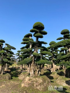 20公分造型小叶女贞