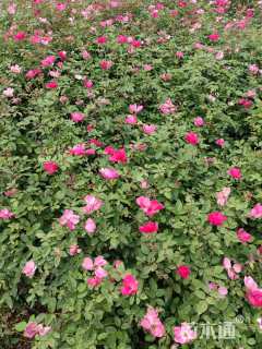 高度40厘米丰花月季