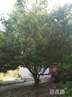 20公分骨里红梅