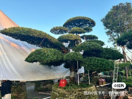 30公分罗汉松