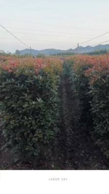 高度200厘米红叶石楠柱
