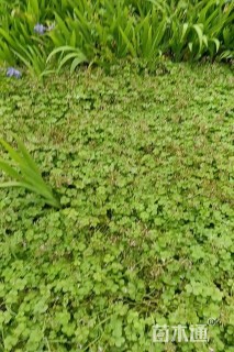 高度20厘米红花酢浆草