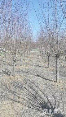 7公分桃树