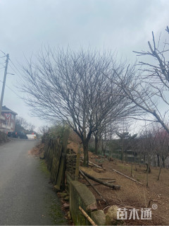 高度500厘米日本红枫-红舞姬