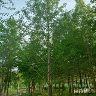 20公分银杏