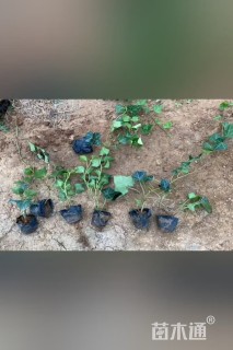 30厘米常春藤