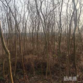 3公分乌桕