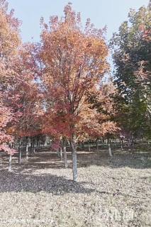 10公分美国红枫