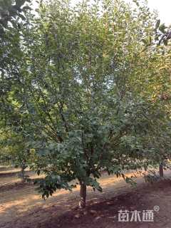 10公分绚丽海棠