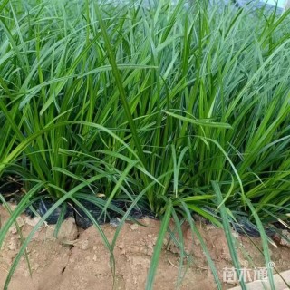 高度40厘米崂峪苔草