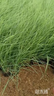 高度28厘米粉黛乱子草